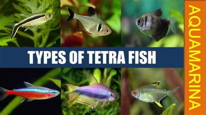 Will different breeds of tetras school together?