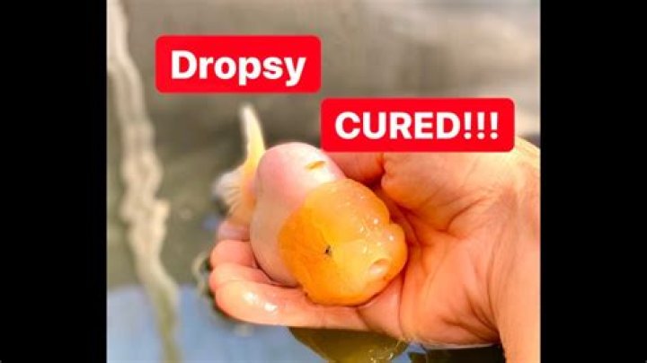 Will dropsy cure itself?