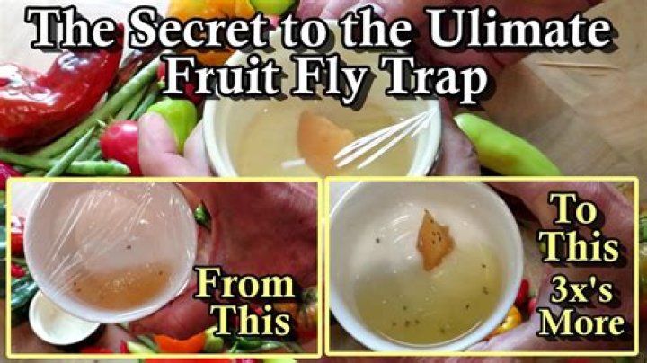 Will fruit fly traps work for gnats?