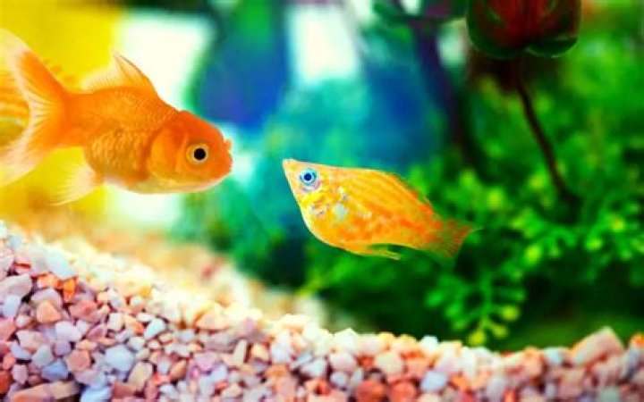 Will goldfish eat mollies?