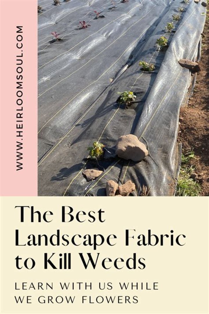 Will grass grow on top of landscape fabric?