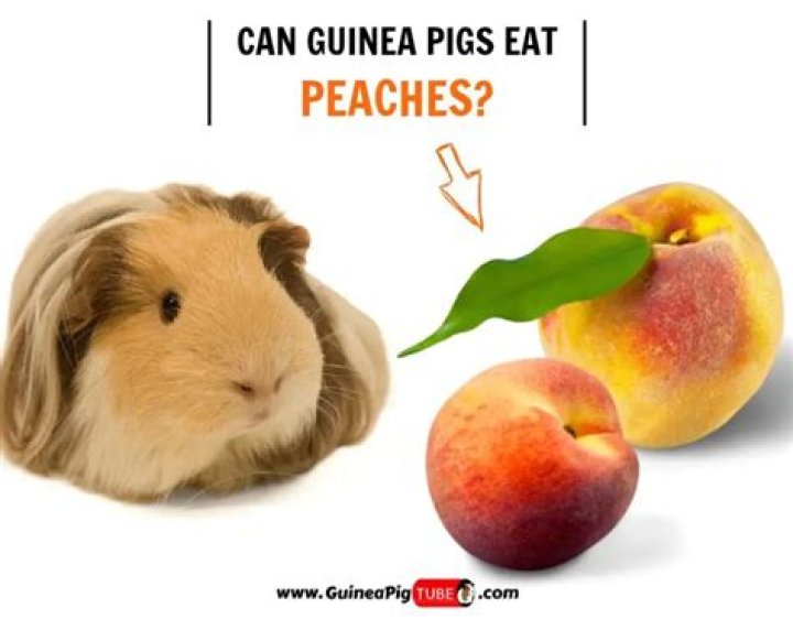Will guinea pigs eat peaches?