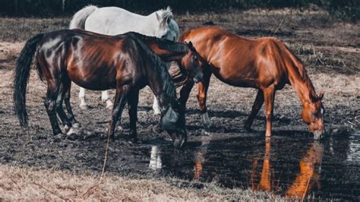 Will horses drink bad water?