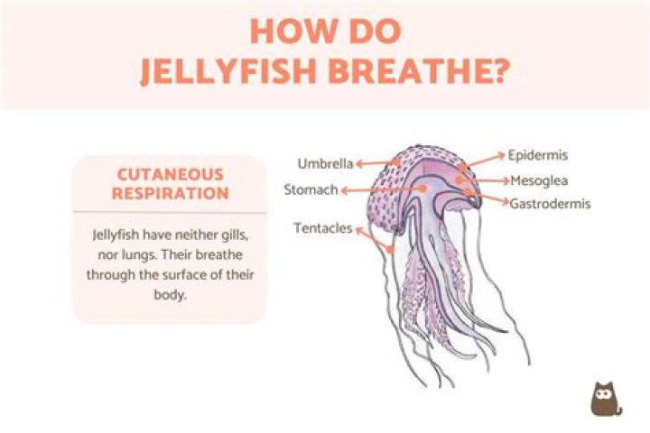 Will jellyfish have gills?