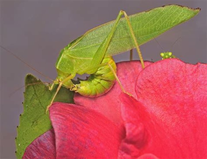 Will katydids eat fruits?