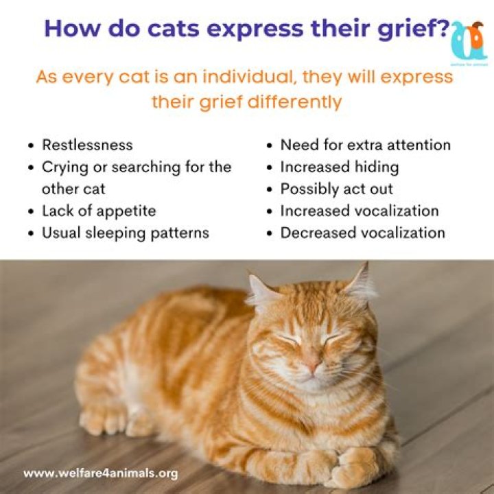 Will my other cat grieve?