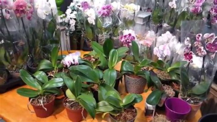 Will phalaenopsis orchid bloom again?
