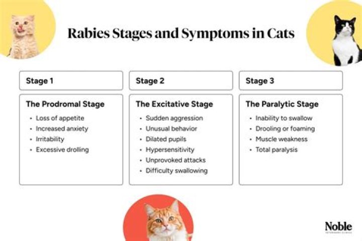 Will rabies kill a cat?