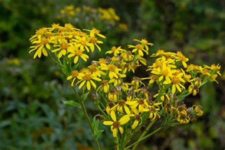 Will ragwort kill sheep?