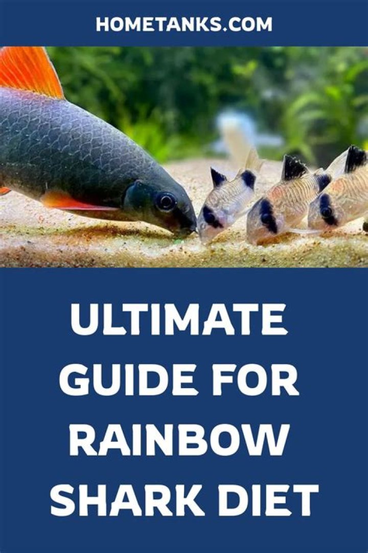 Will rainbow shark eat shrimp?