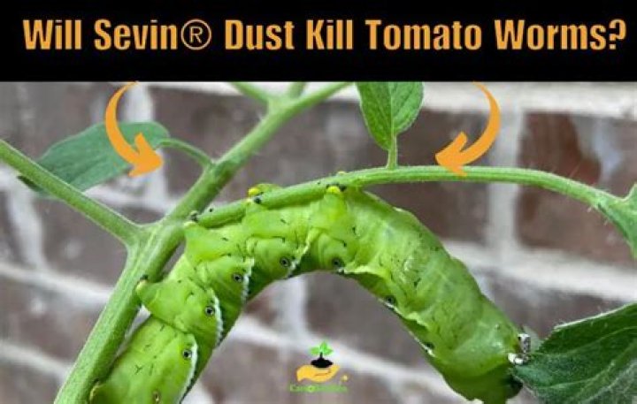 Will sevin kill tomato worms?