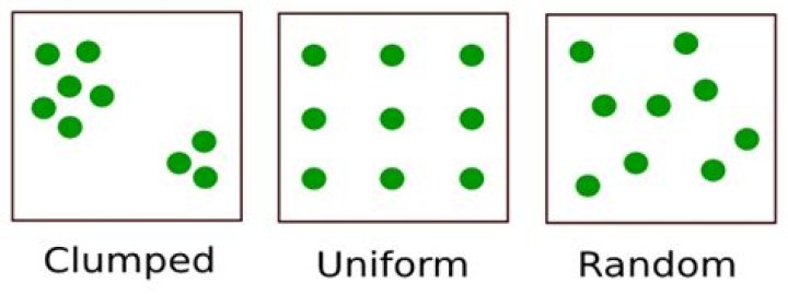 Will show a clumped dispersion pattern?