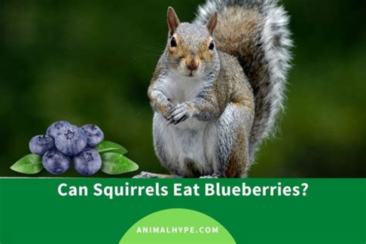 Will squirrels eat blueberries?