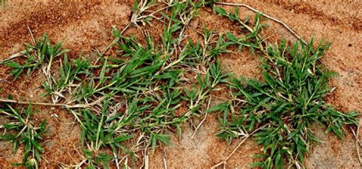 Will treflan kill bermuda grass?
