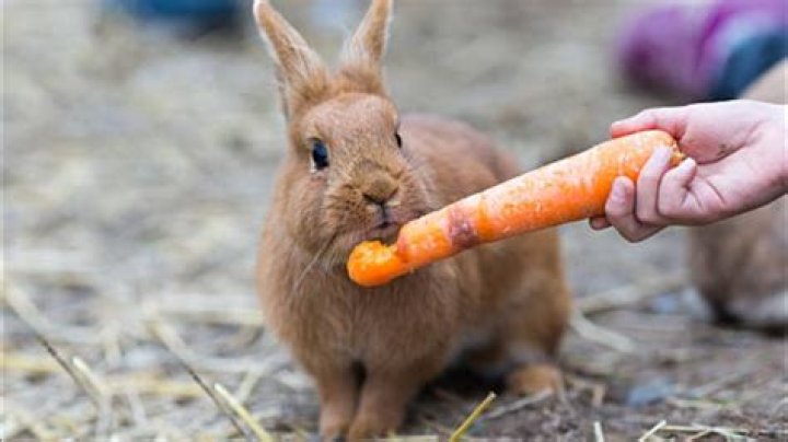 Will wild rabbits eat carrot tops?