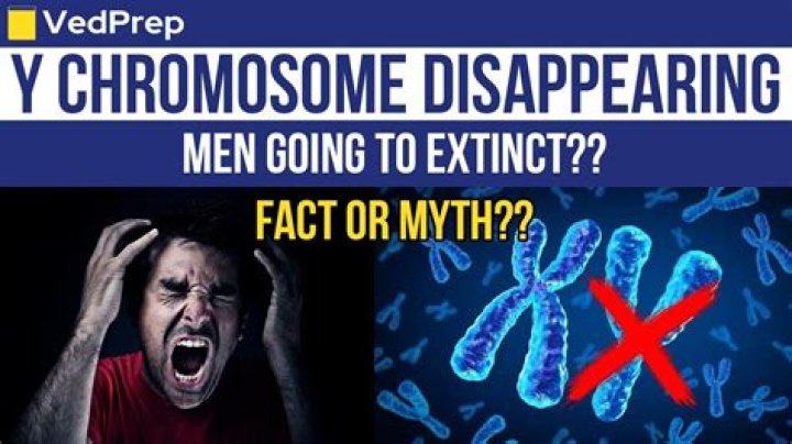 Will y chromosome disappear?