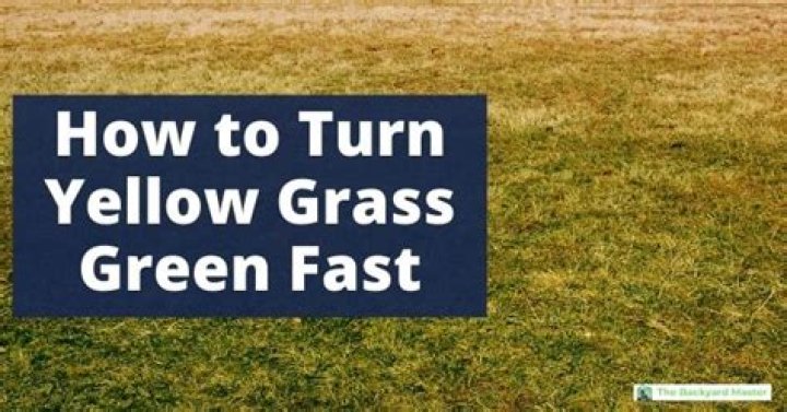 Will yellow sod turn green again?