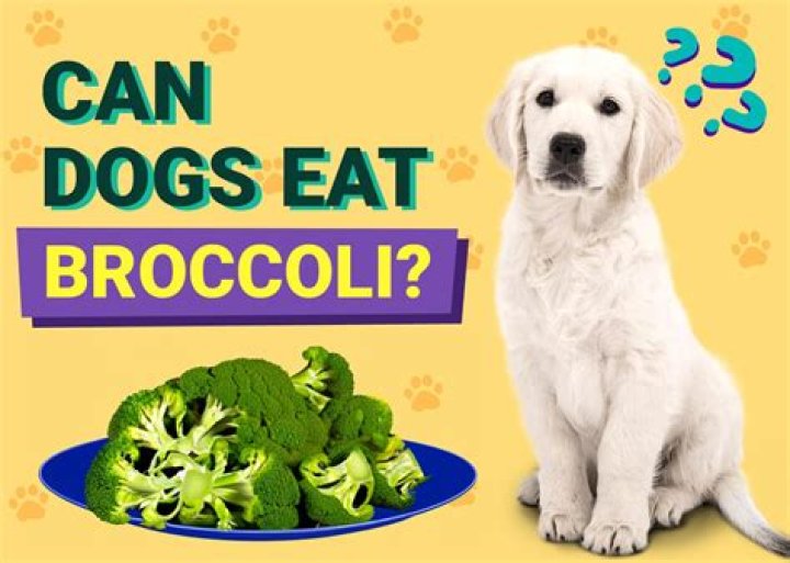 Would a dog eat broccoli?