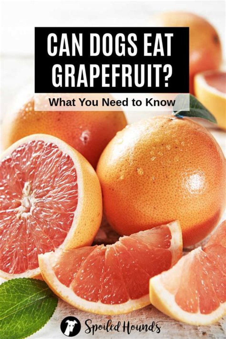 Would grapefruit hurt dogs?