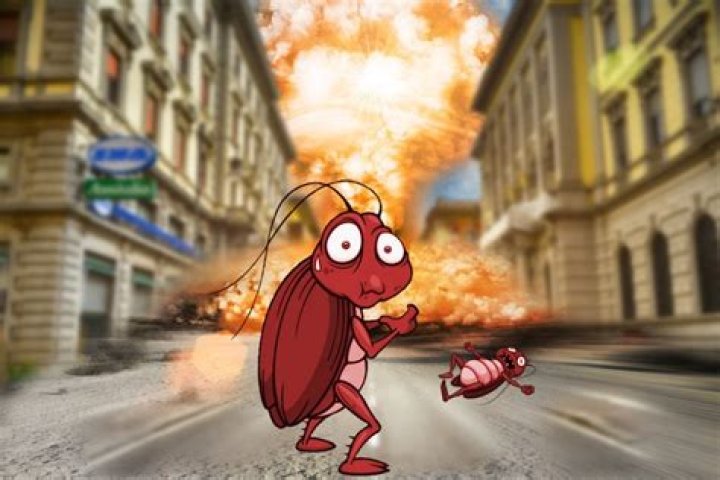 Would roaches survive nuclear bomb?